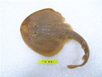 藏品(中國黃點鯆)的圖片